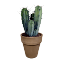 Myrtillocactus geometrizans in grijze 17 cm pot
