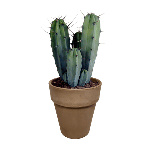 Myrtillocactus geometrizans in grijze 17 cm pot