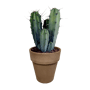 Myrtillocactus geometrizans in grijze 17 cm pot