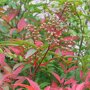Nandina domestica herfstkleur
