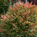 Nandina domestica 'Gulfstream'