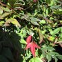 Nandina domestica 'Gulfstream'