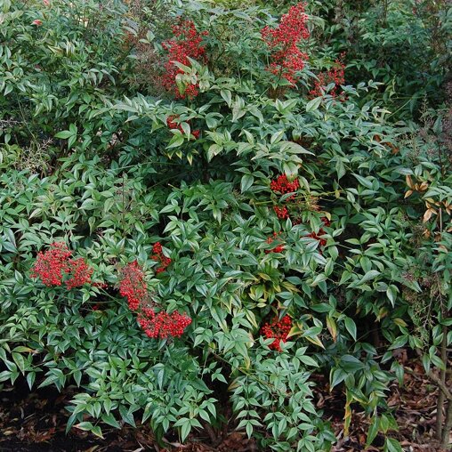 Nandina domestica