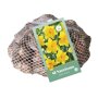 Narcissenbollen Geel (netzak 40 stuks)