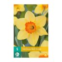 Narcissenbollen Red Devon (zakje van 5 stuks)