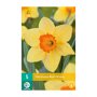 Narcissenbollen Red Devon (zakje van 5 stuks)