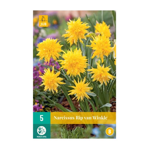 Narcissenbollen Rip Van Winkle (zakje van 5 stuks)