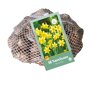 Narcissenbollen Tête-à-Tête (netzak 50 stuks)