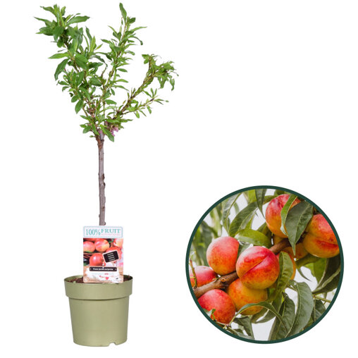 Nectarineboompje (zelfbestuivend)