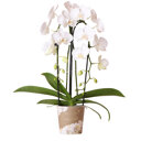 Niagara Fall orchidee wit