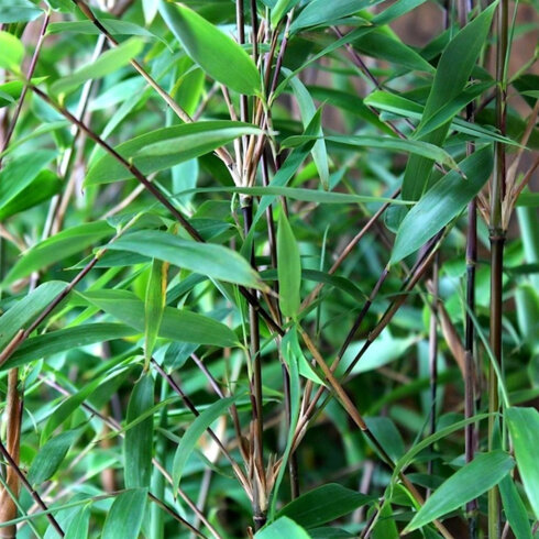Behoort Schijn vuurwerk Bamboe in je tuin? Ontdek verschillende bamboesoorten | Tuincentrum.nl