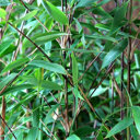 Niet woekerende bamboe 'Winter Joy'