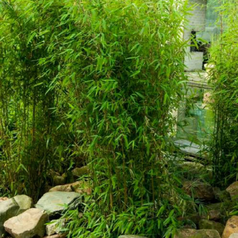 Scorch Bijwerken brand Groenblijvende bamboe kopen? » Hoogste kwaliteit | Tuincentrum.nl