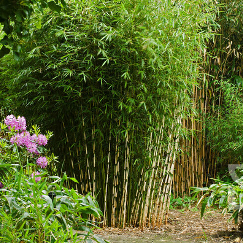 Niet woekerende bamboe online - Tuincentrum.nl