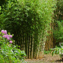 Niet woekerende bamboe 'Campbell' 