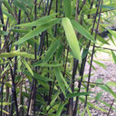 Niet woekerende zwarte bamboe 'Black Pearl'
