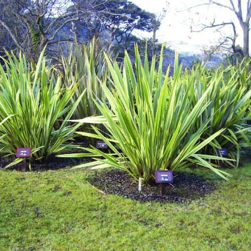 Nieuw Zeelands vlas groen