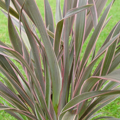 Nieuw Zeelands vlas paarsrood