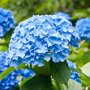 Boerenhortensia blauw