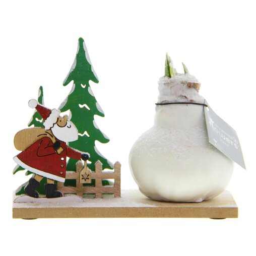 Winter Wonderland Amaryllis Bol wit