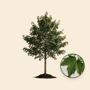 Noorse esdoorn 'Deborah'