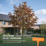 Noorse esdoorn 'Deborah'