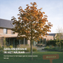 Noorse esdoorn 'Deborah'