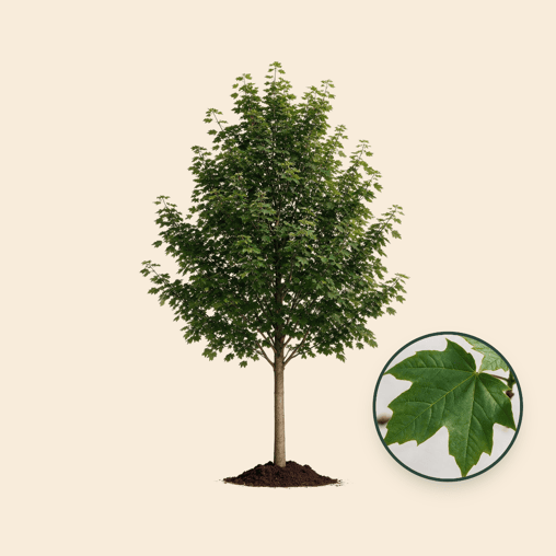 Noorse esdoorn 'Emerald Queen'