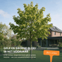 Noorse esdoorn 'Emerald Queen'