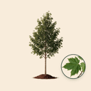 Noorse esdoorn (Acer platanoides)