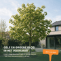 Noorse esdoorn