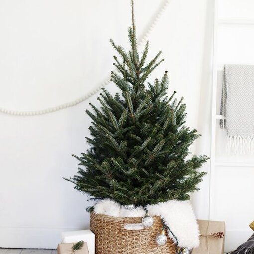 Abies Nordmann kunstkerstboom forest blauw/blue d160 h230 cm Triumph Tree