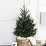 Nordmann kerstboom in mand