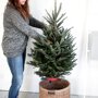 Nordmann kerstboom gezaagd