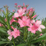 Oleander struik bloemen