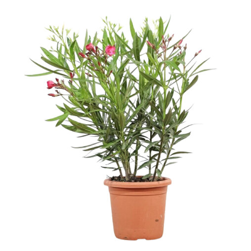 Oleander struik