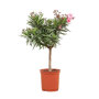 Oleander op stam