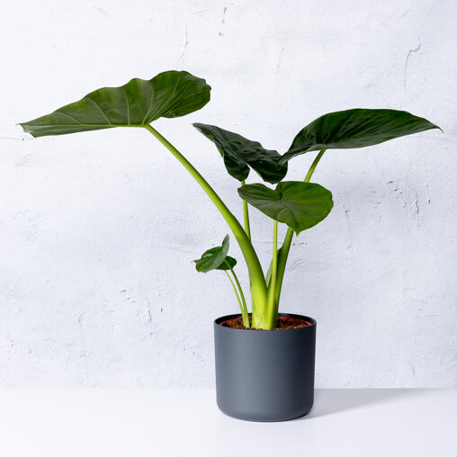 Olifantsoor in sierpot