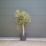 Olijfboom oud 20-30 cm