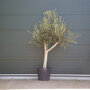 Olijfboom oud 30-40 cm
