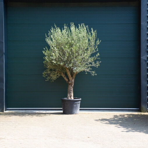 Olijfboom oud 40-60 cm
