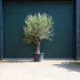 Olijfboom oud 40-60 cm