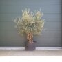 Olijfboom 60-80 cm - 175 tot 200 cm - grillige stam