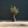 Olijfboom 20-30 cm - 120 tot 140 cm laag vertakt