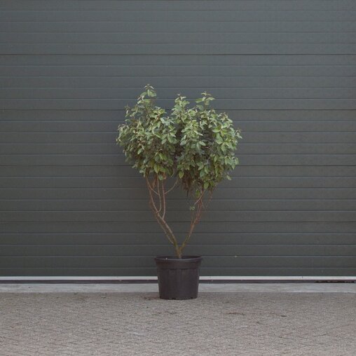 Olijfwilg meerstammig 150-175 cm