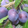 Pruimenboom 'Opal' hoogstam (zelfbestuivend)