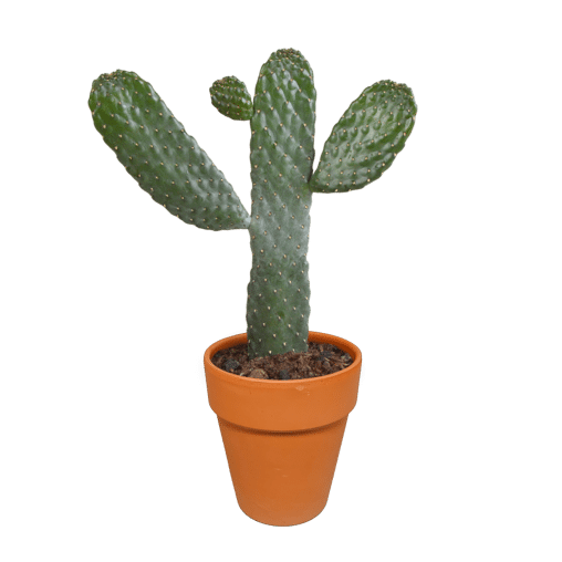 Opuntia consulea in terracotta sierpot