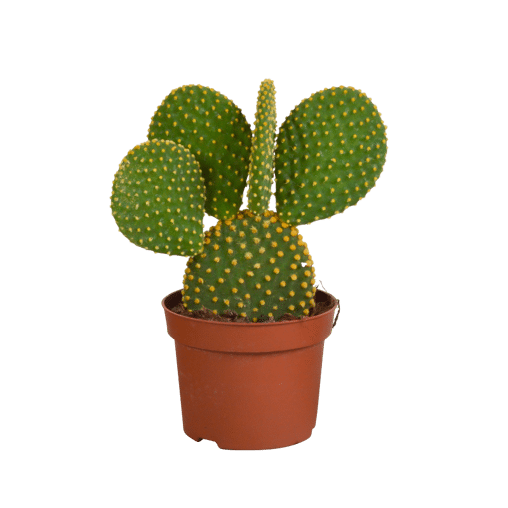 Opuntia microdasys in 12 cm pot