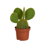 Opuntia microdasys in 12 cm pot