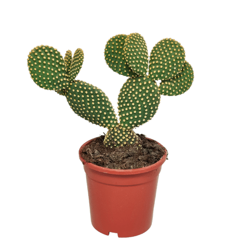 Opuntia microdasys in 17 cm pot